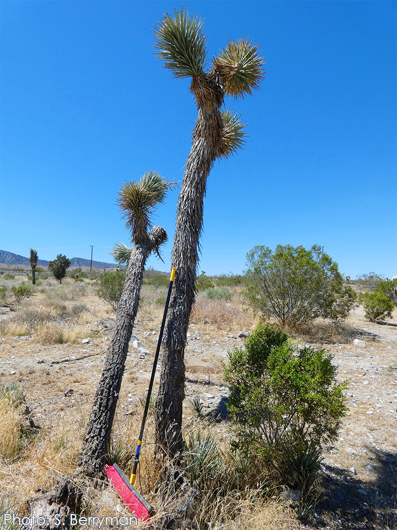 Western Joshua tree with broom leaning against it to indicate the correct trunk
